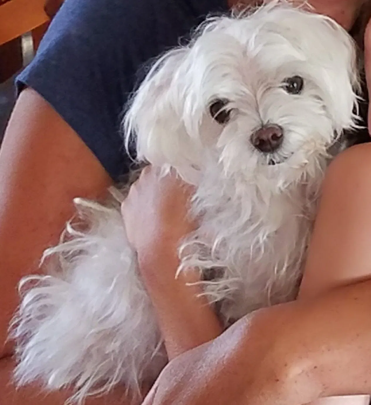 Lost dog in Miami, FL, 33161
