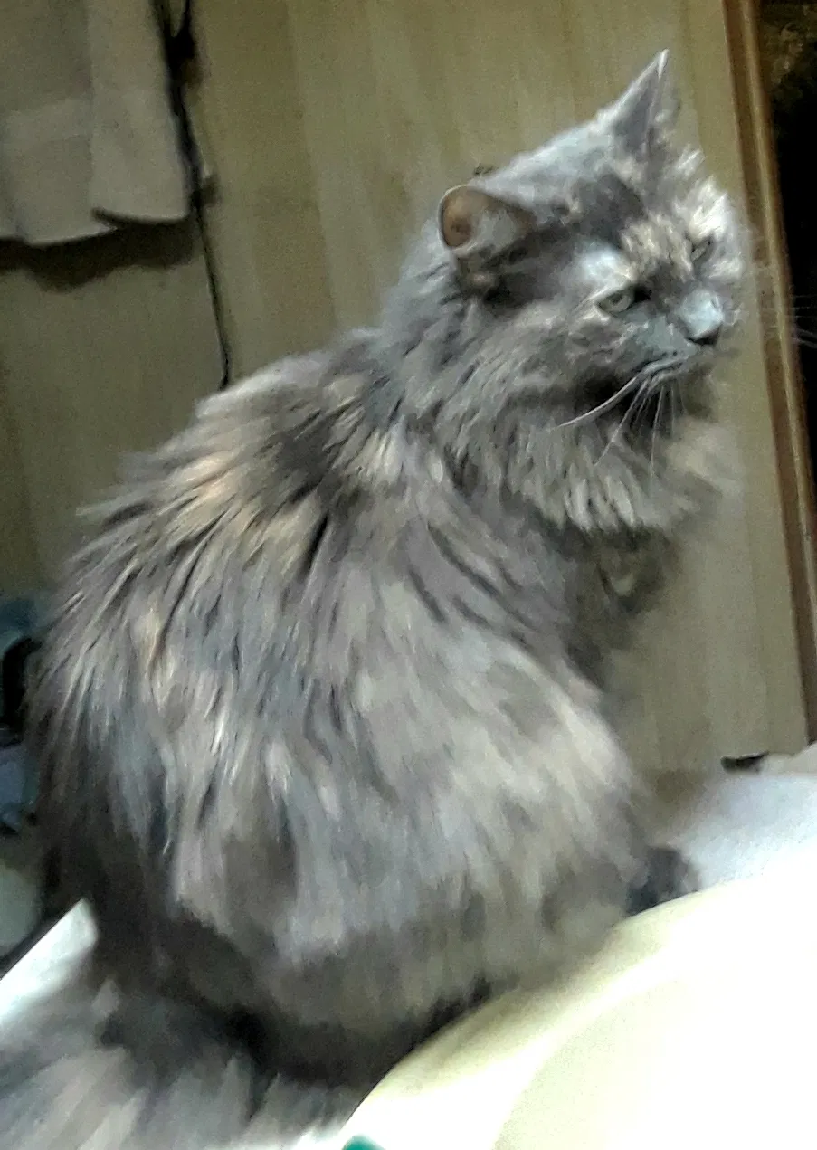 Lost cat in Phoenix, AZ, 85022