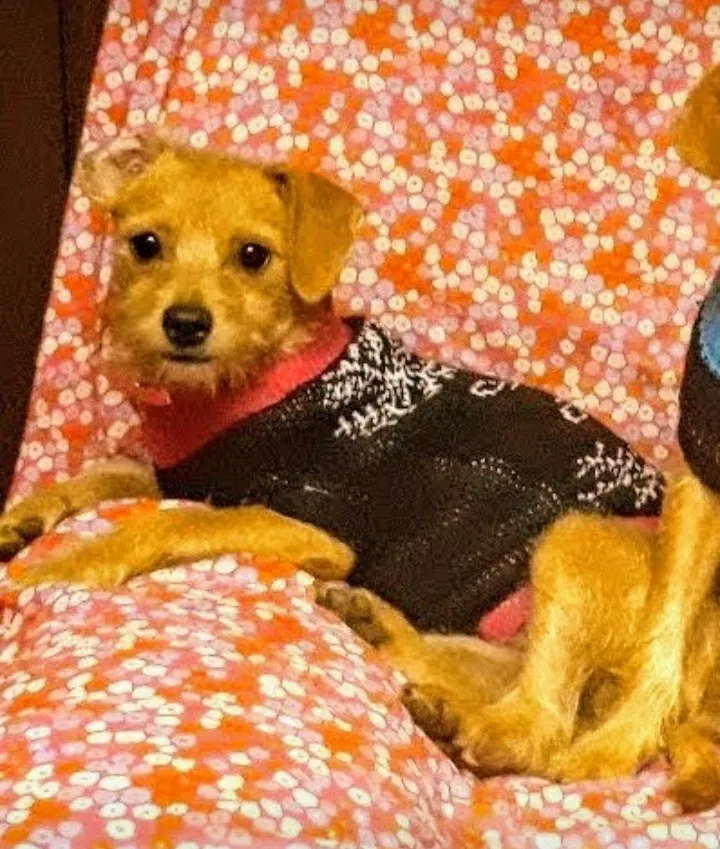 Lost dog in Hartwell, GA, 30643