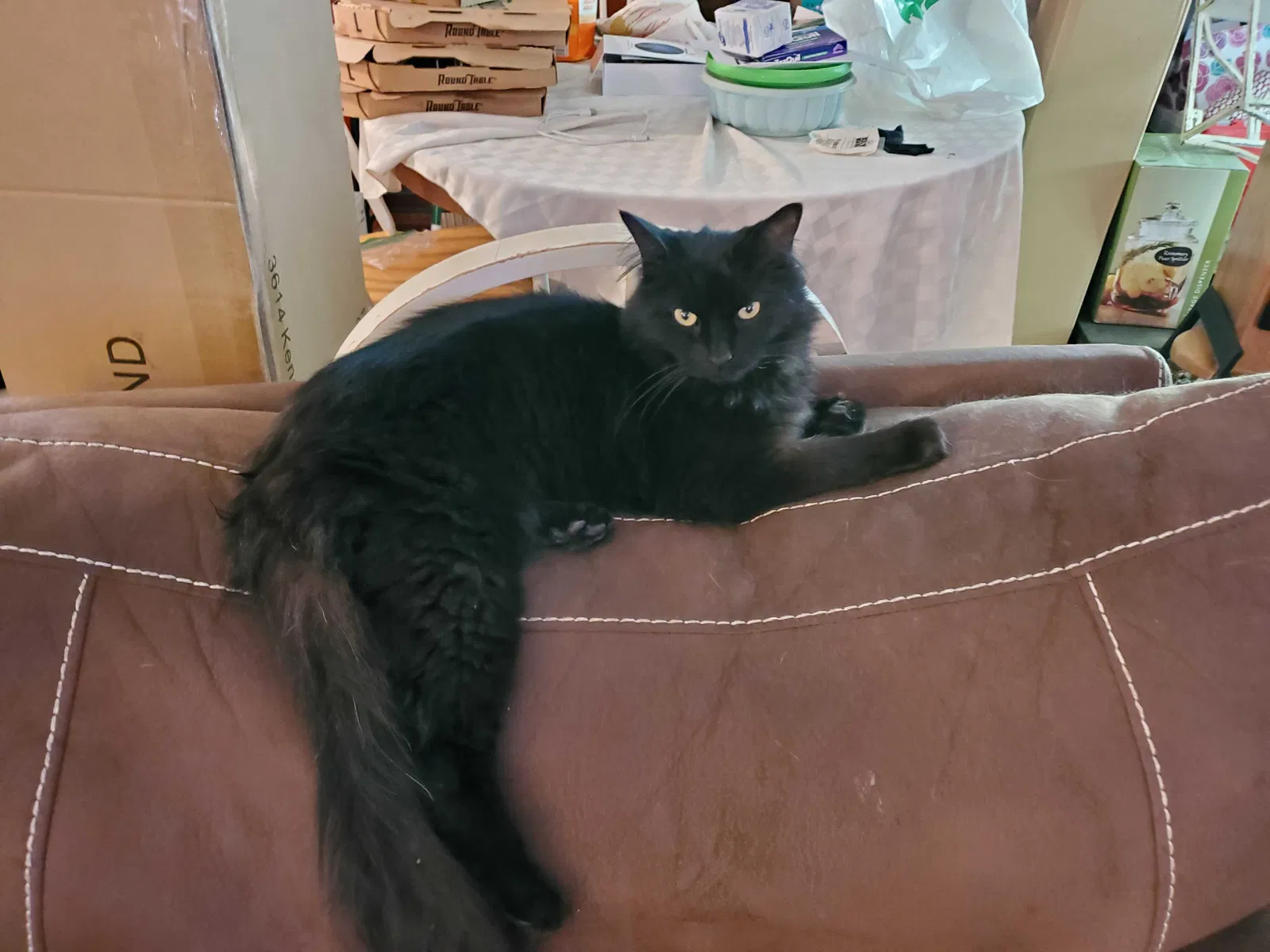 Lost cat in Hillsboro, OR, 97123
