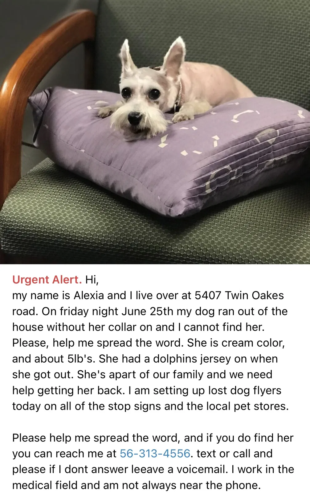 Lost dog in Lake Worth, FL, 33463