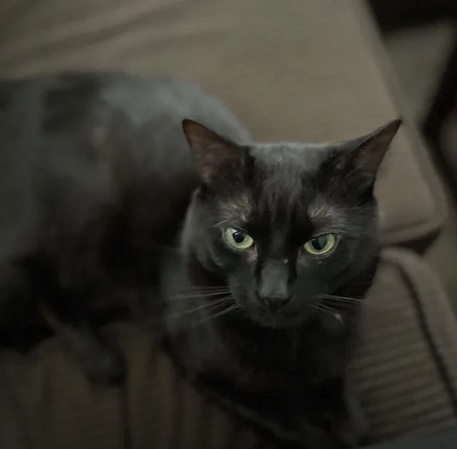 Lost cat in Taylor, MI, 48180