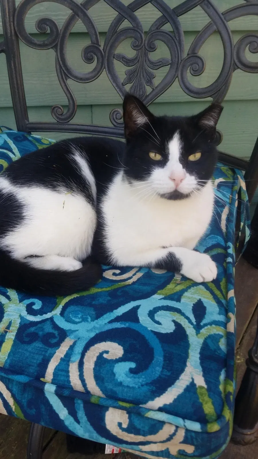 Lost cat in Richmond, VA, 23225