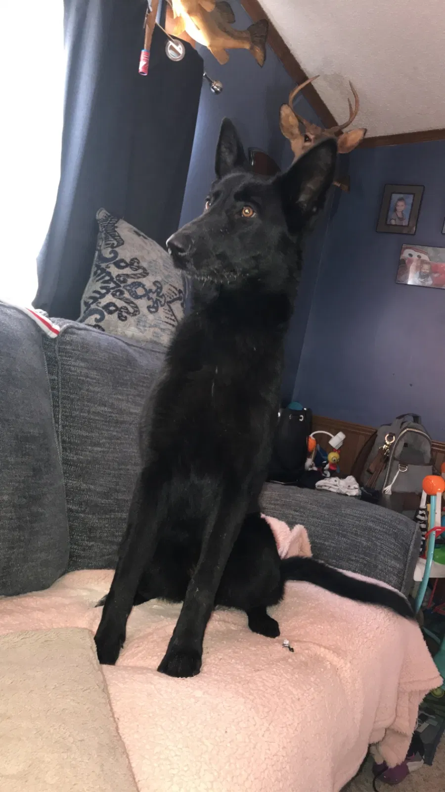 Lost dog in Bowling Green, KY, 42101