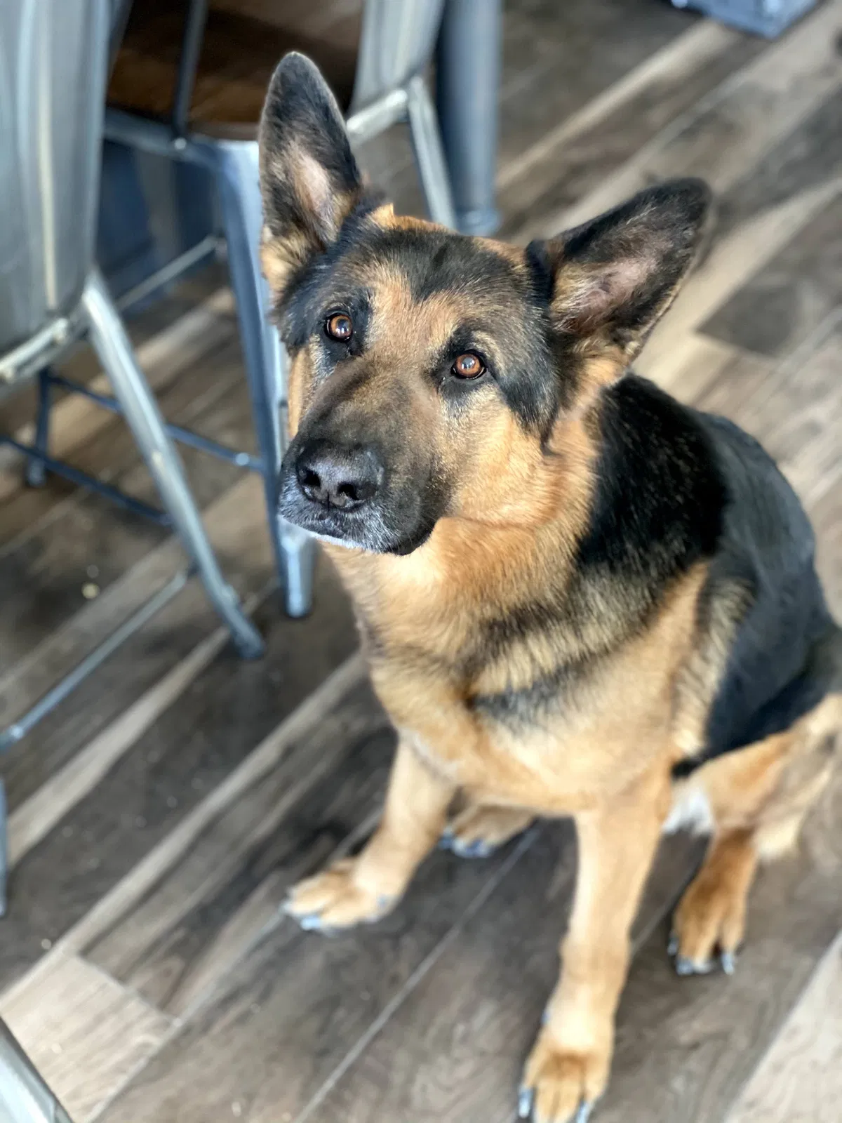 Lost dog in Eagle Mountain, UT, 84005