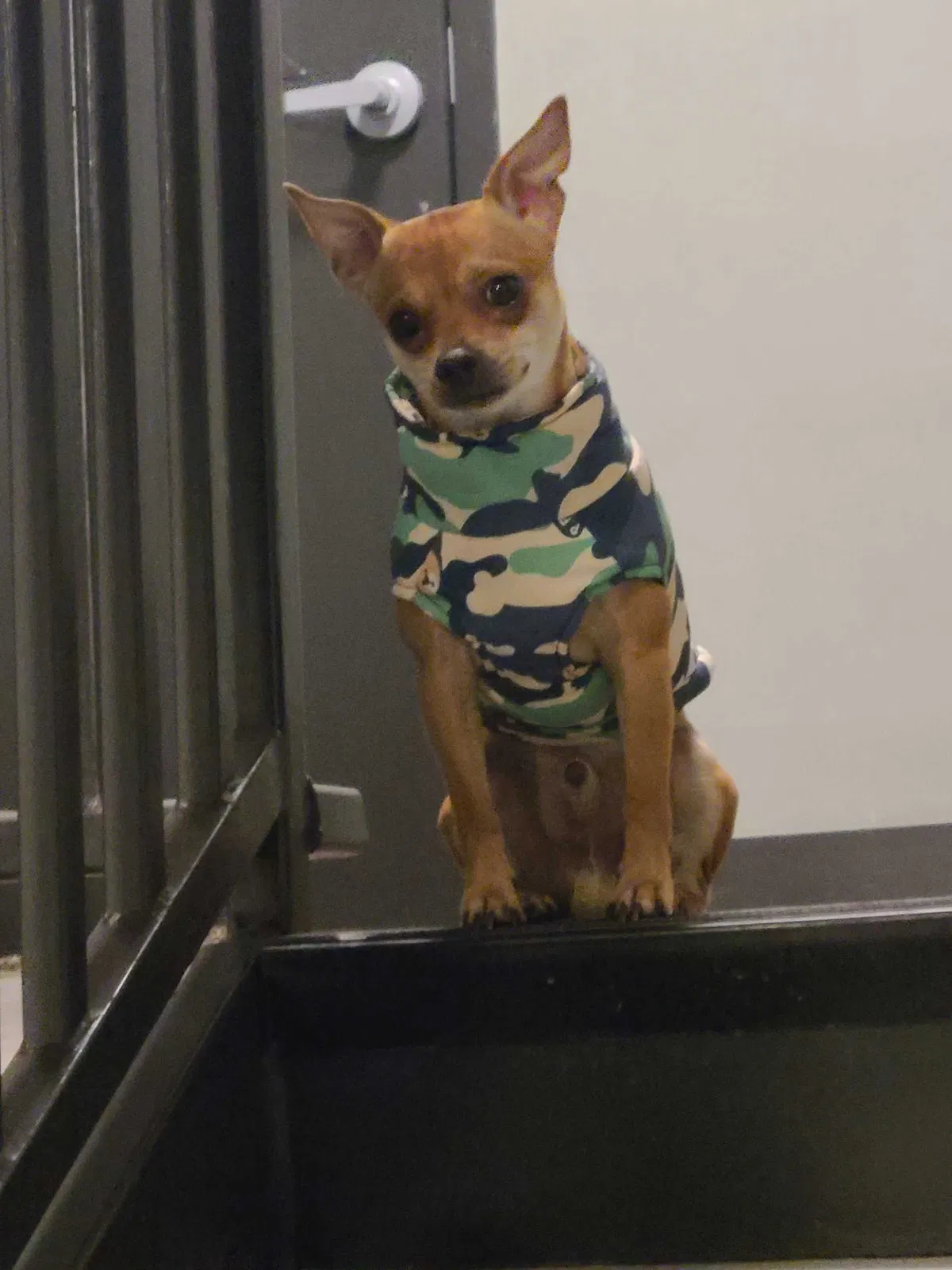 Lost dog in Unknown, SC, 0