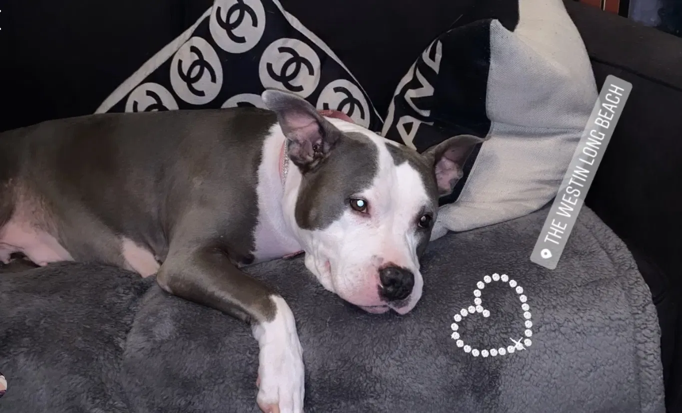 Lost dog in Paramount, CA, 90723