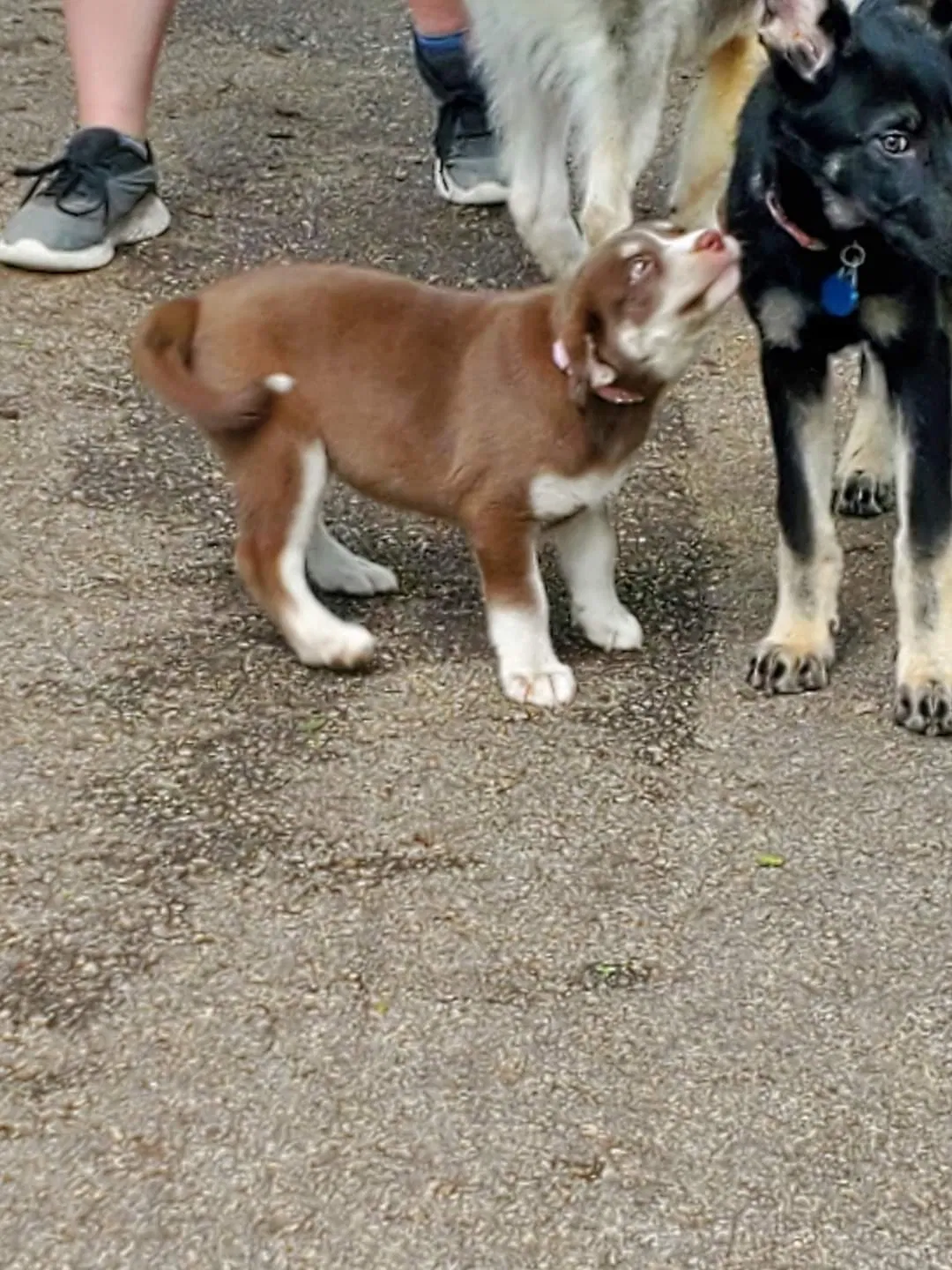 Lost dog in Converse, TX, 78109