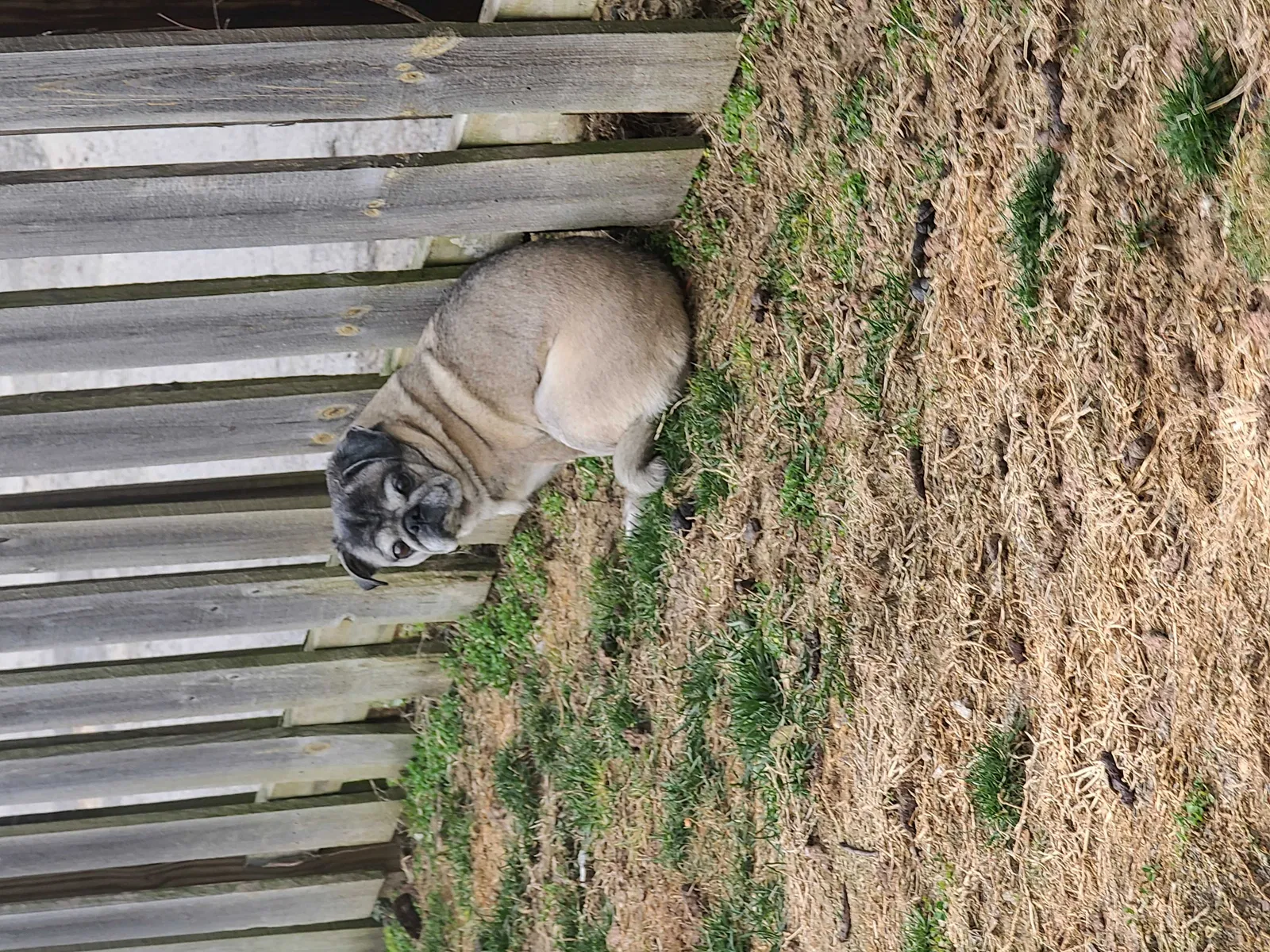 Lost dog in Columbus, OH, 43203