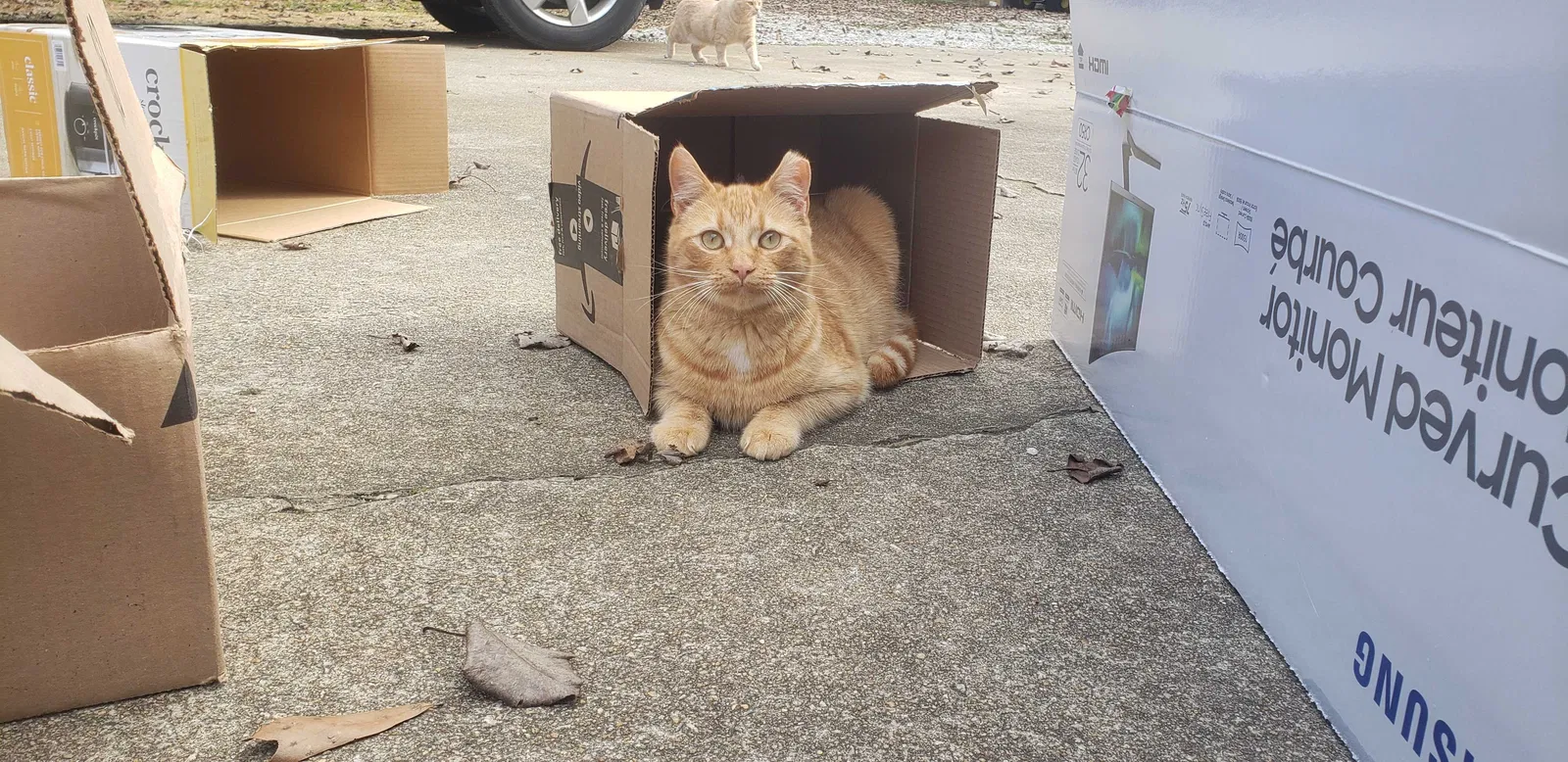 Lost cat in Anderson, SC, 29621