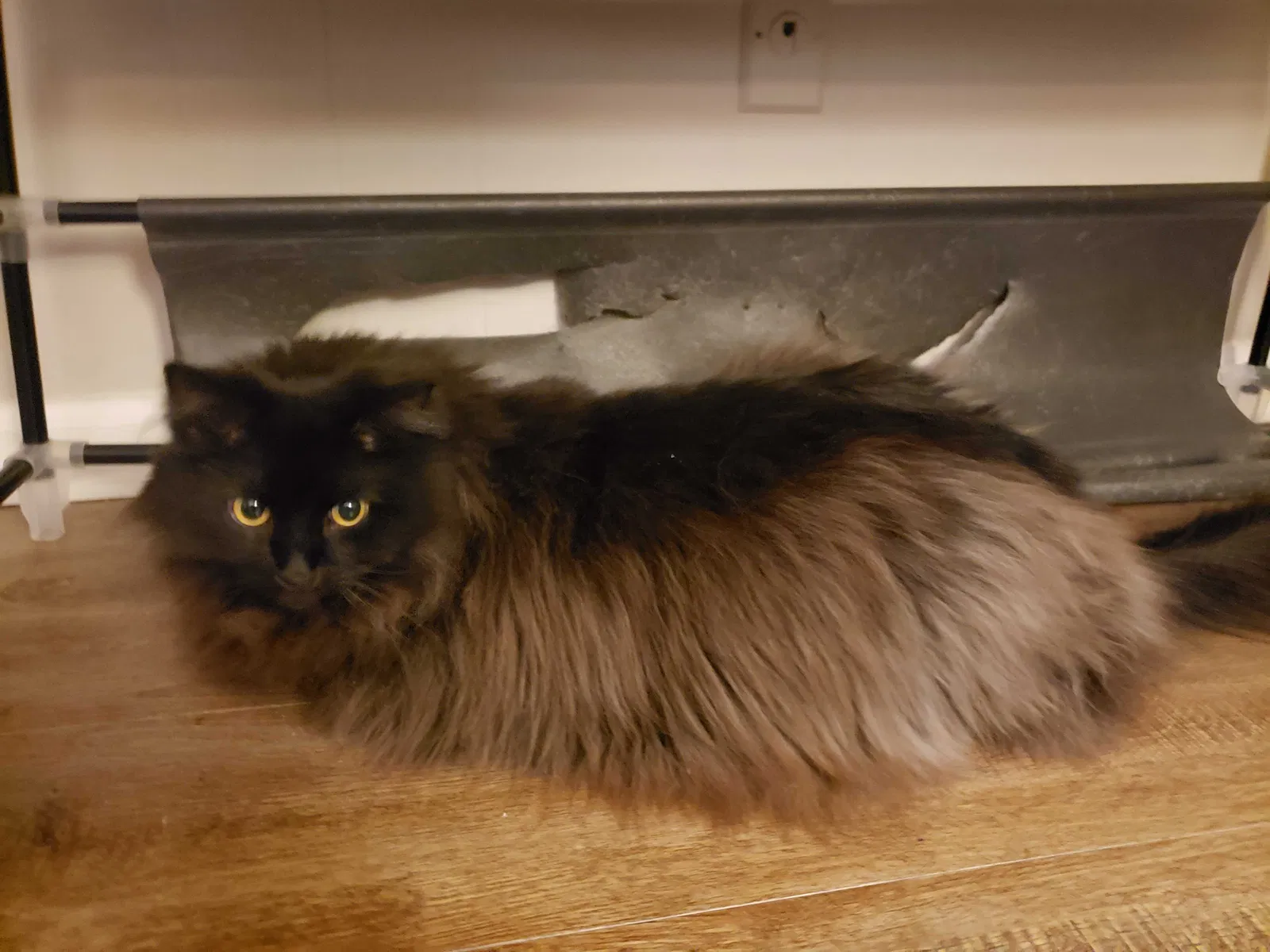 Lost cat in Fort Oglethorpe, GA, 30742