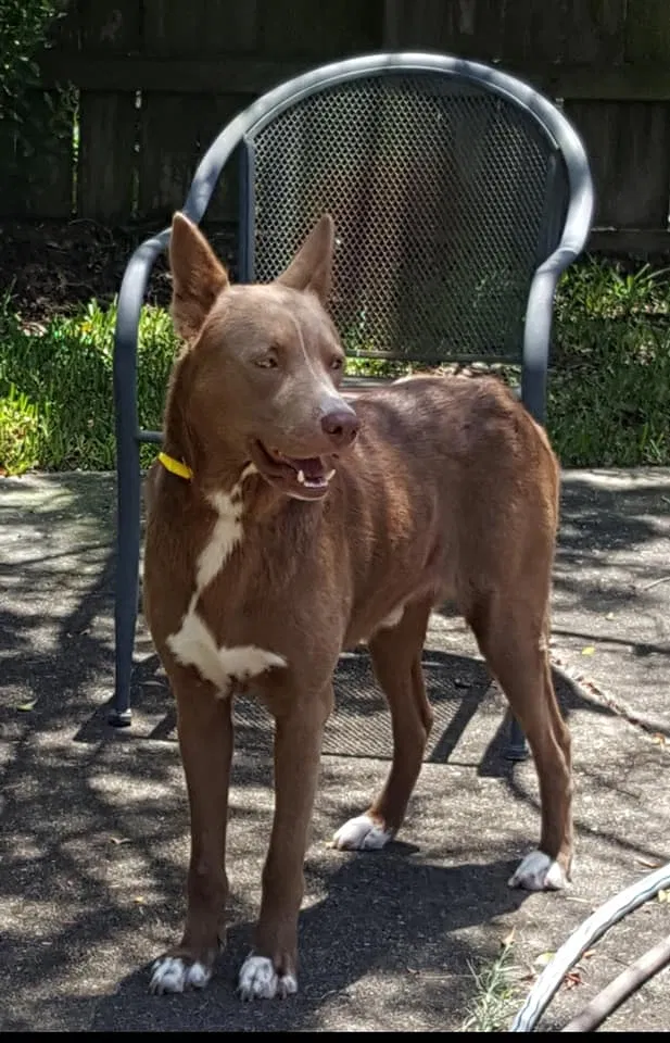 Lost dog in Spring, TX, 77373