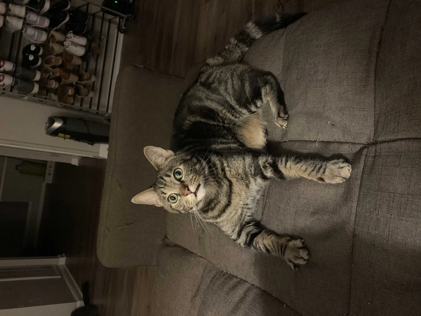 Lost cat in Rossville, GA, 30741