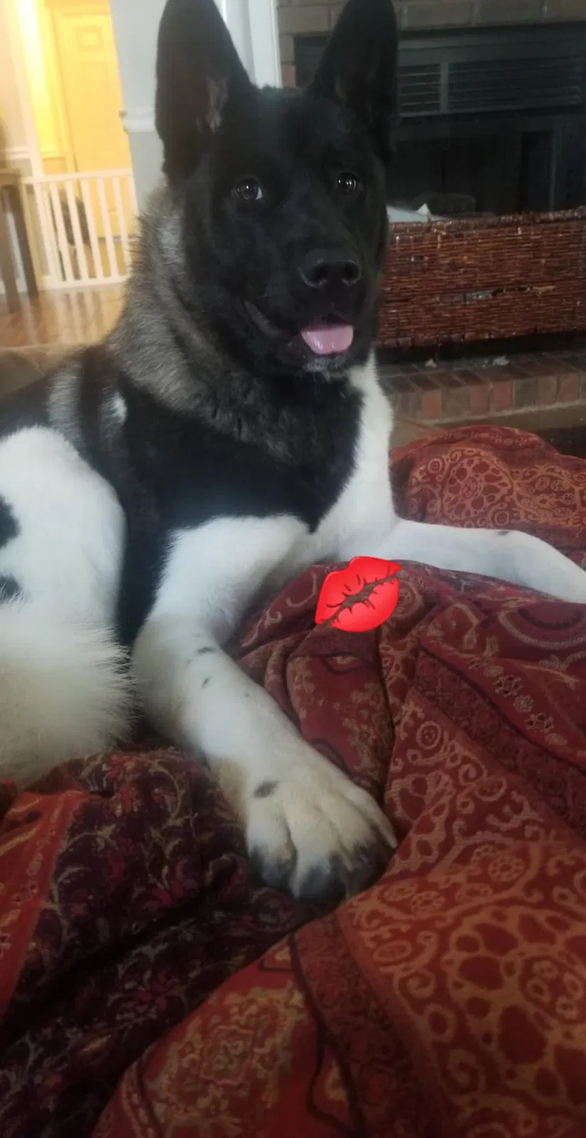 Lost dog in Olive Branch, MS, 38654