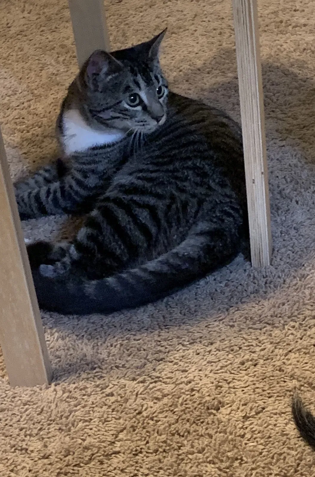 Lost cat in Lafayette, LA, 70503