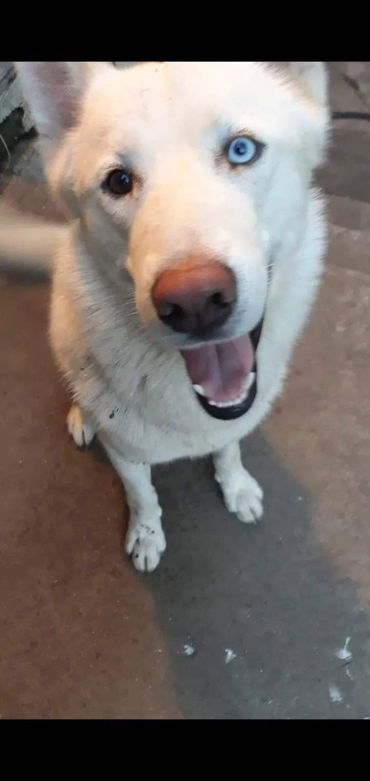 Lost dog in Fort Worth, TX, 76104