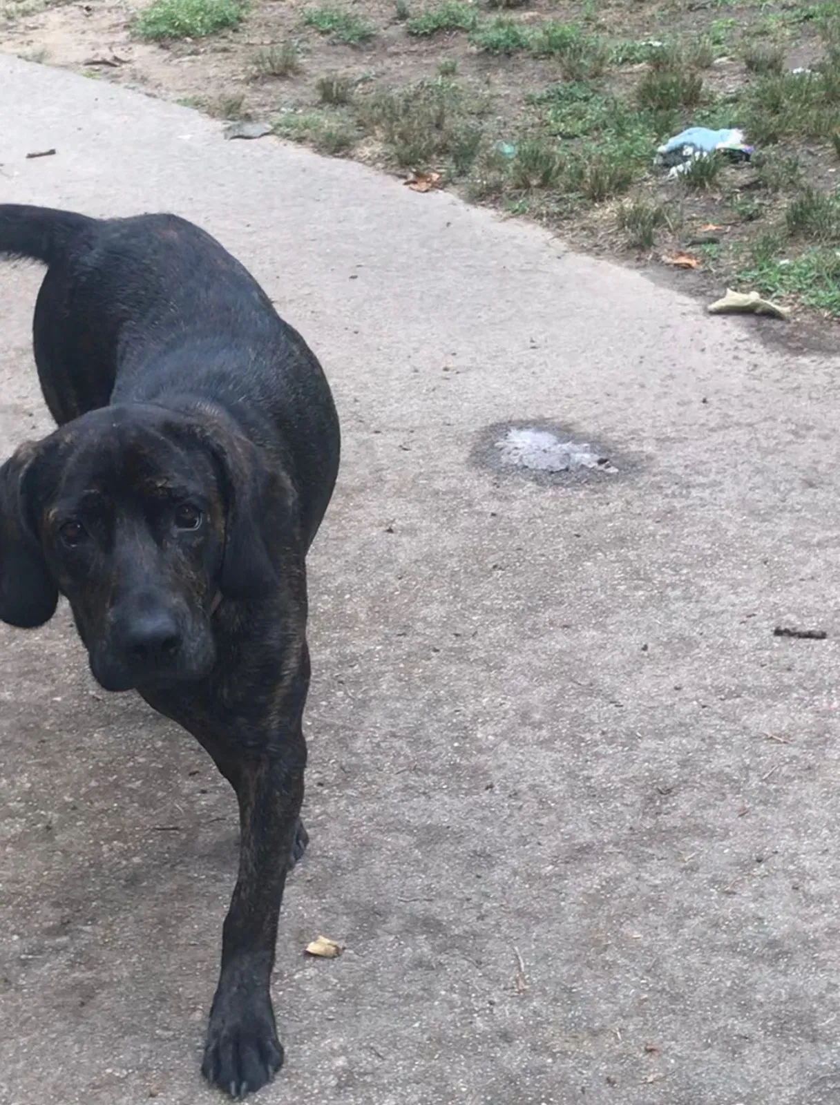 Lost dog in Social Circle, GA, 30025
