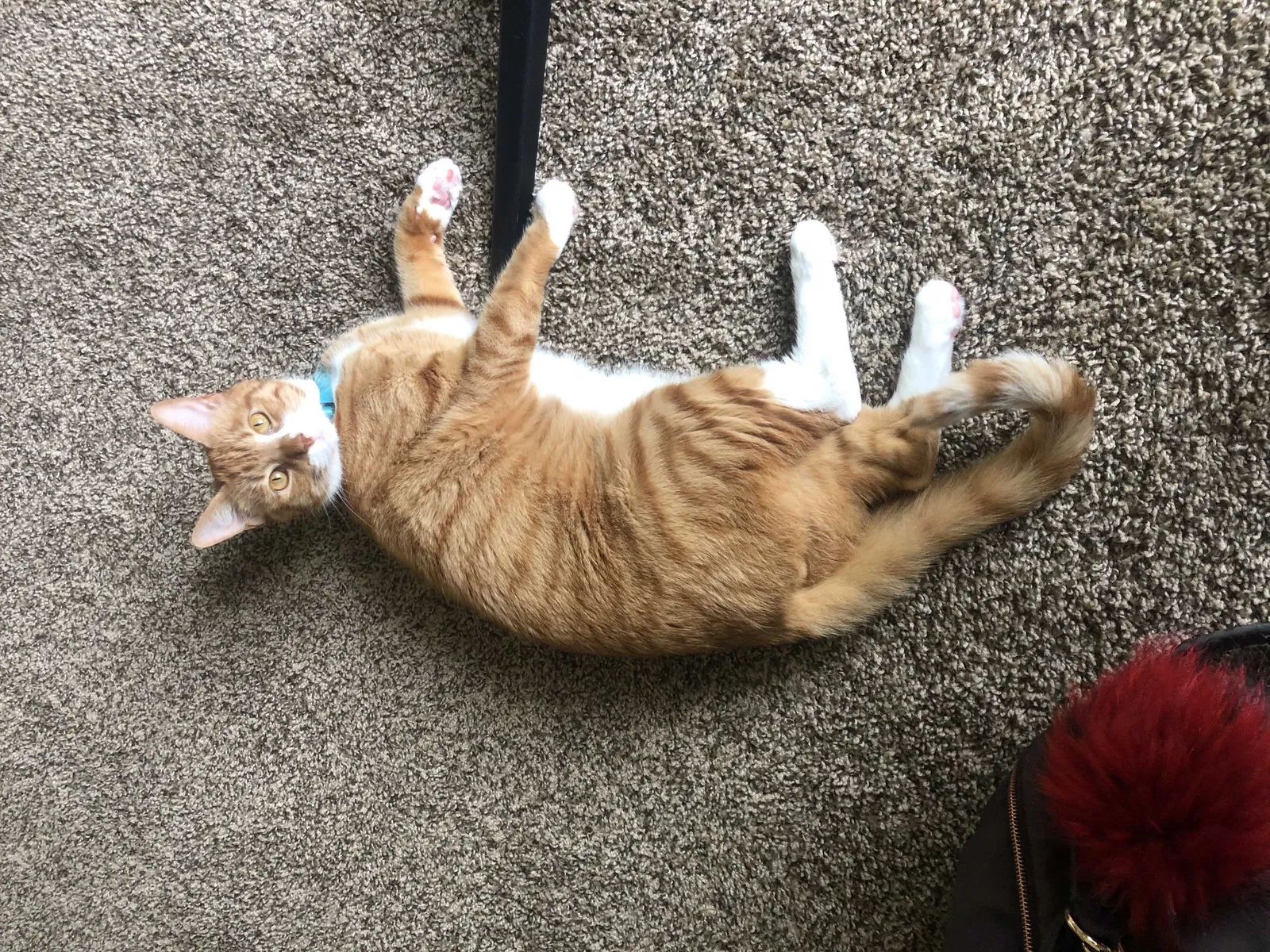 Lost cat in Albuquerque, NM, 87114