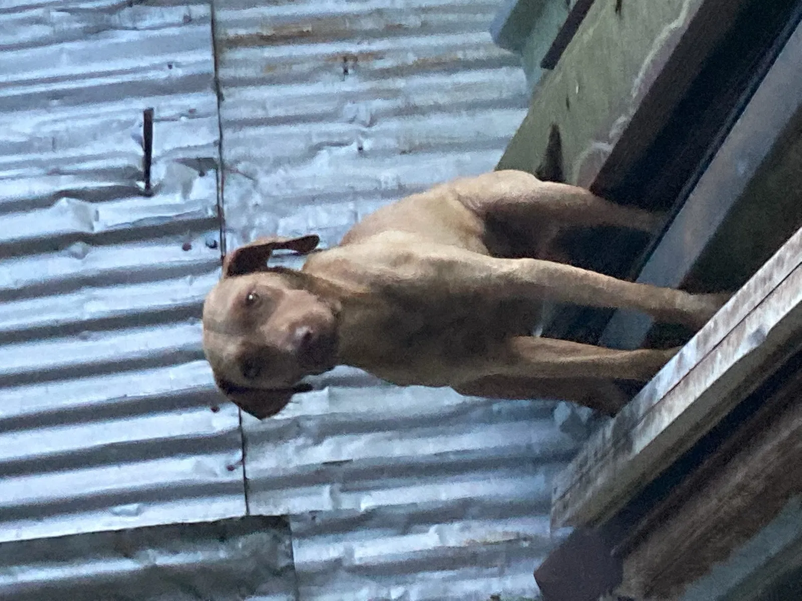 Found dog in Okolona, AR, 71962