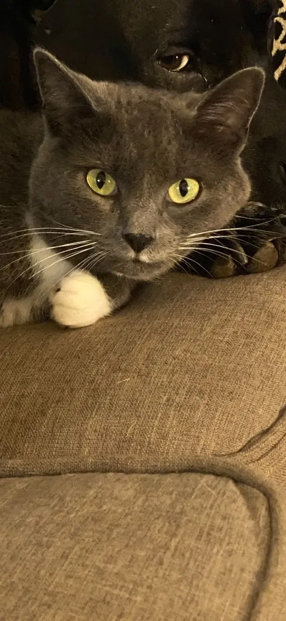 Lost cat in Athens, GA, 30601