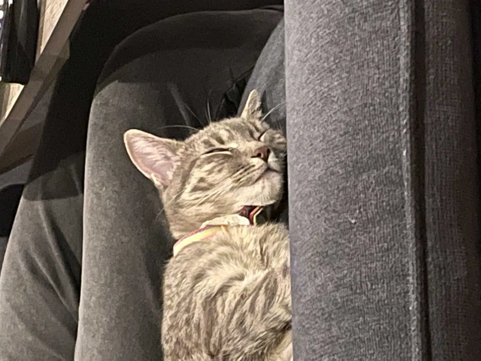 Lost cat in Virginia Beach, VA, 23452