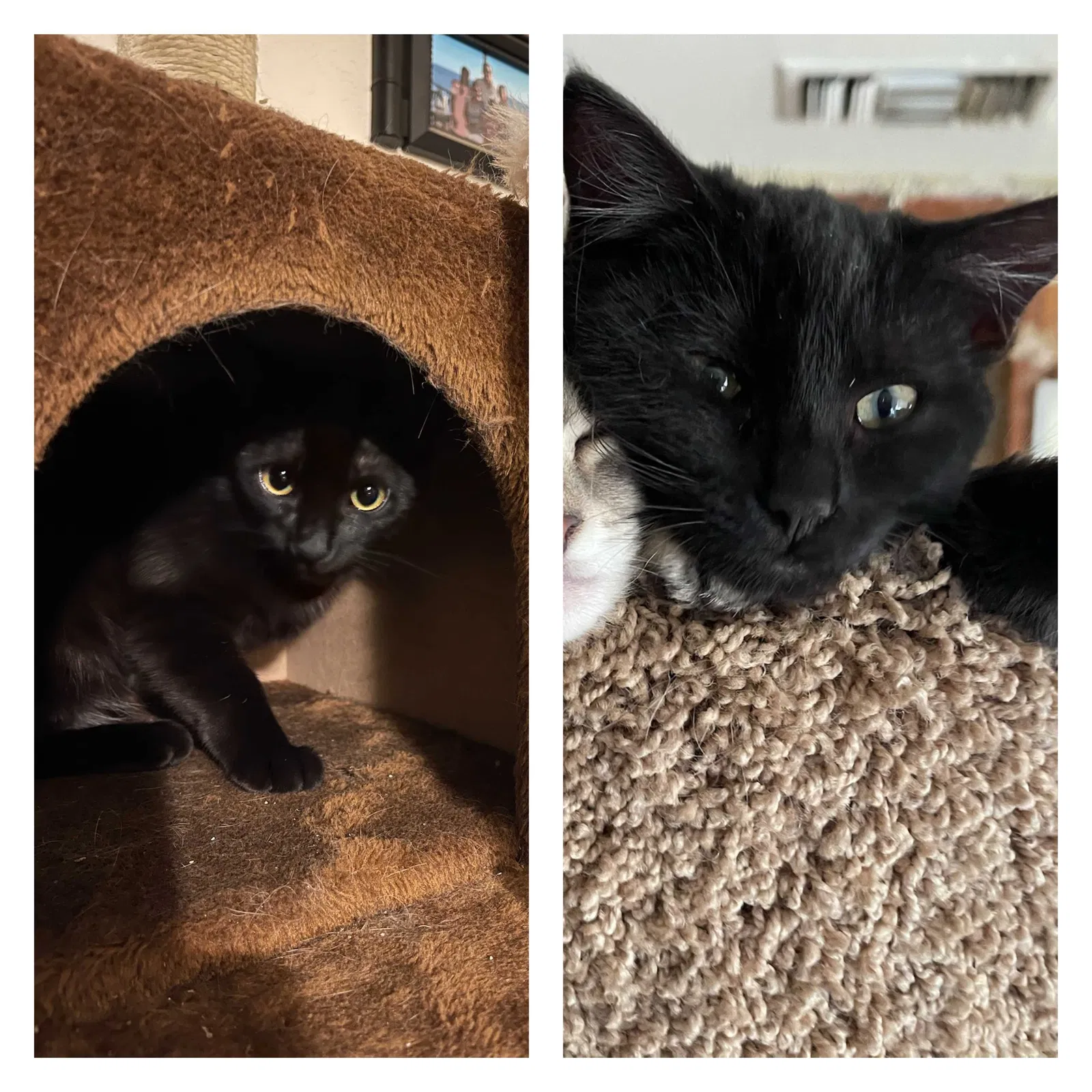 Lost cat in Riverside, CA, 92507