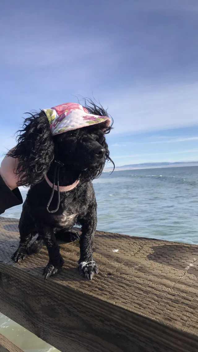 Lost dog in Hanford, CA, 93230