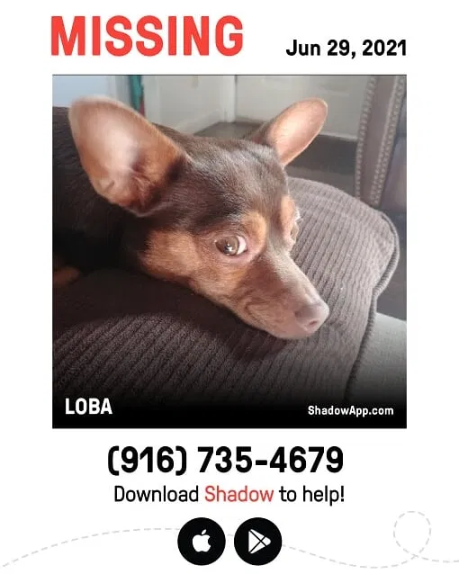 Lost dog in Sacramento, CA, 95834