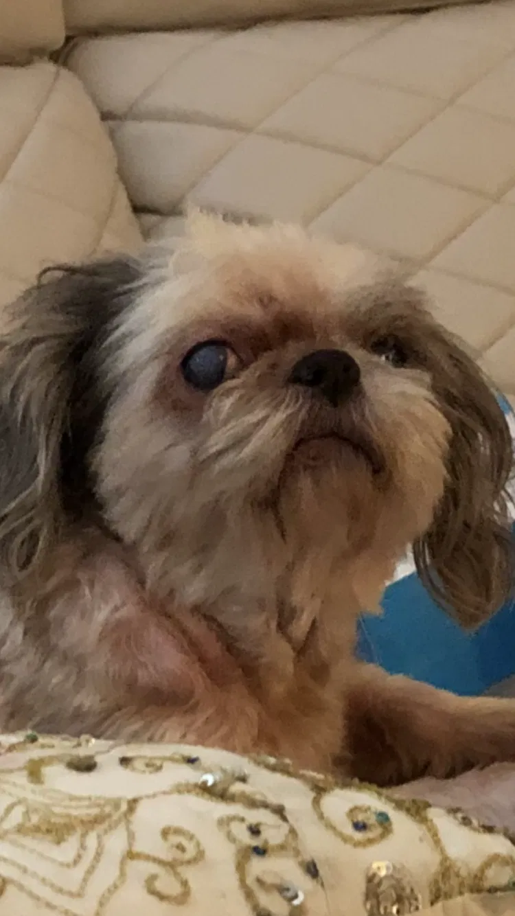 Lost dog in Saint Petersburg, FL, 33713