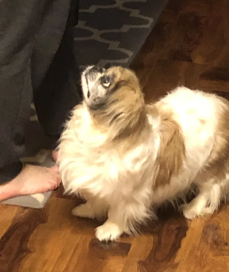 Lost dog in Raleigh, NC, 27616