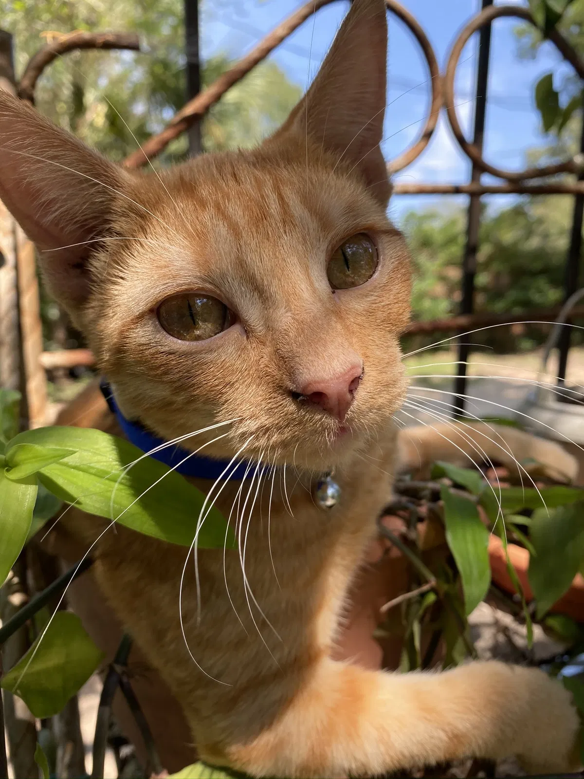 Lost cat in Willis, TX, 77318