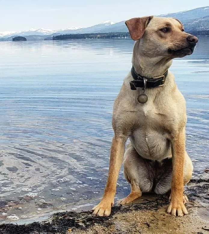 Lost dog in Coolin, ID, 83821