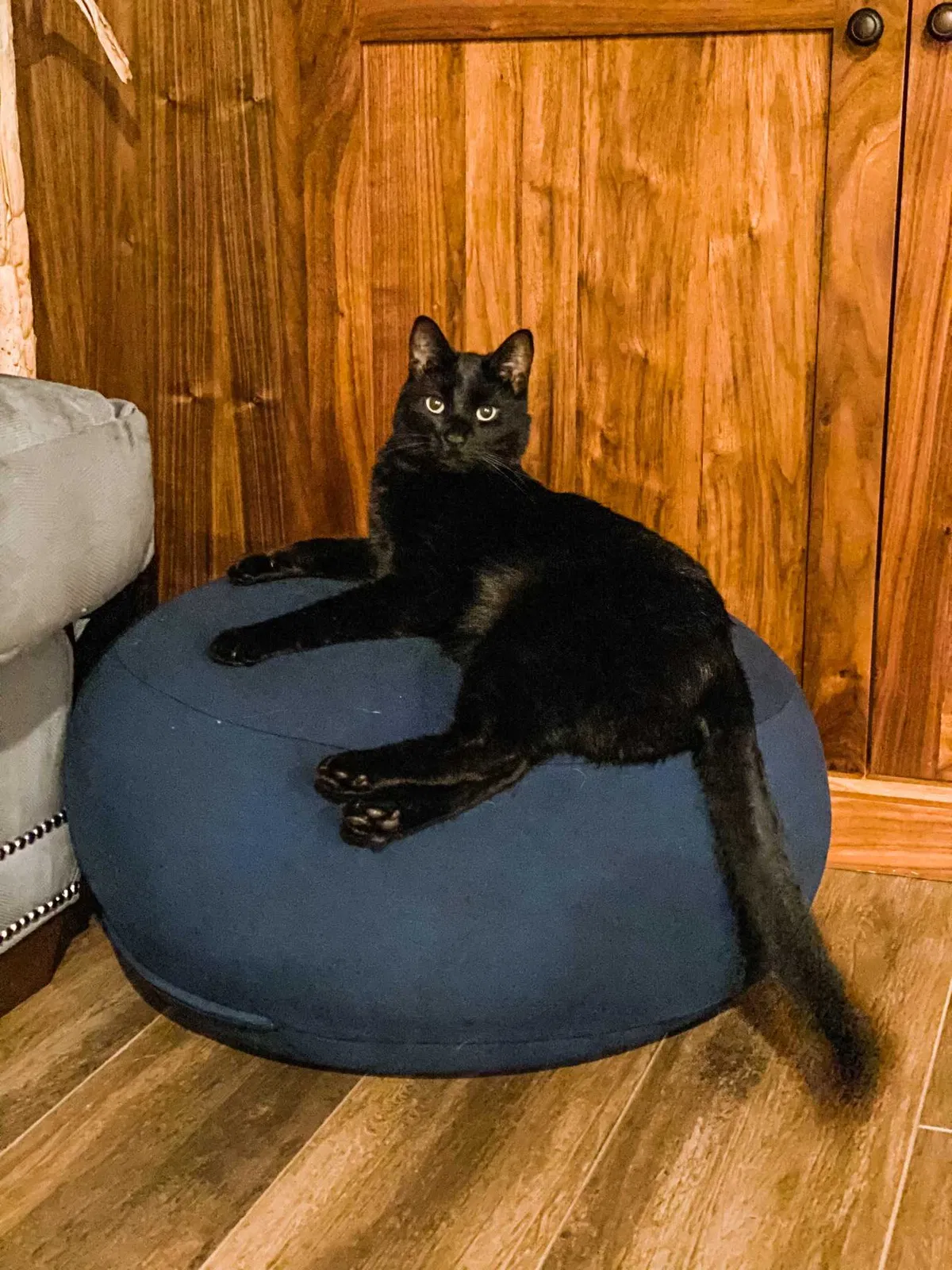 Lost cat in Chino Hills, CA, 91709