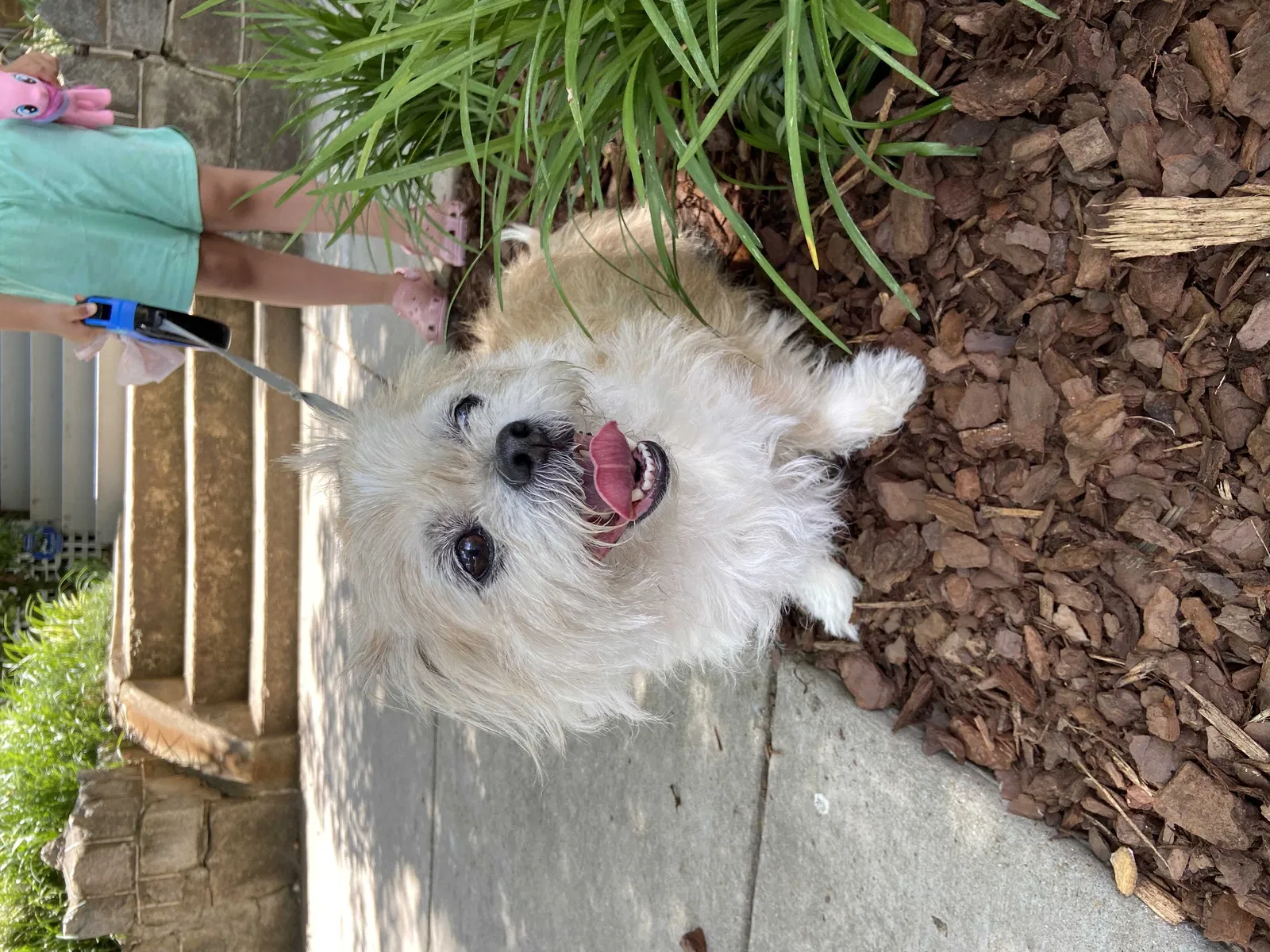 Found dog in Washington, DC, 20011