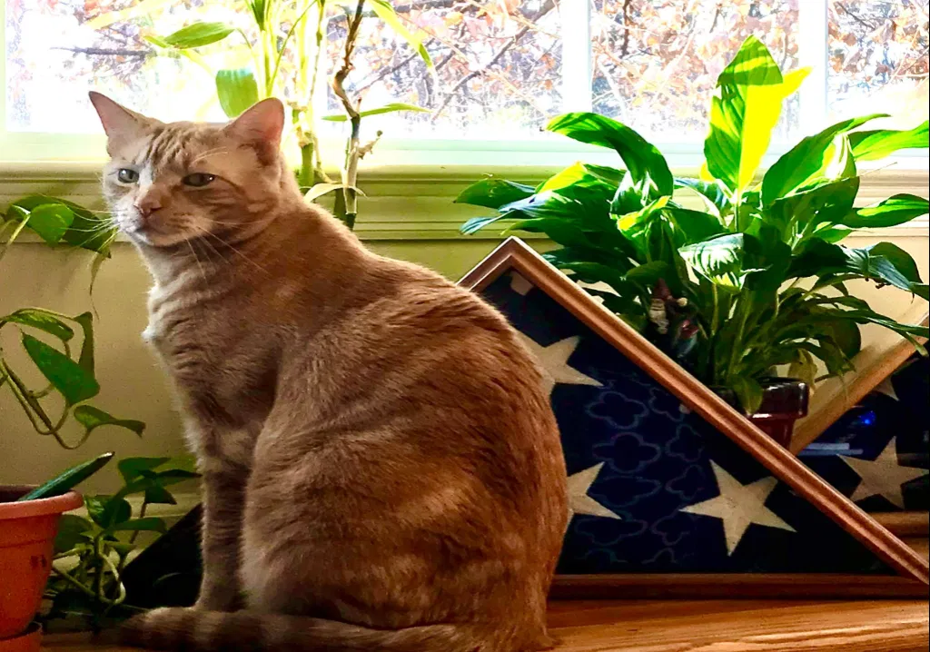Lost cat in Sauk Rapids, MN, 56379