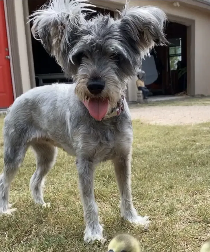 Lost dog in Edinburg, TX, 78542