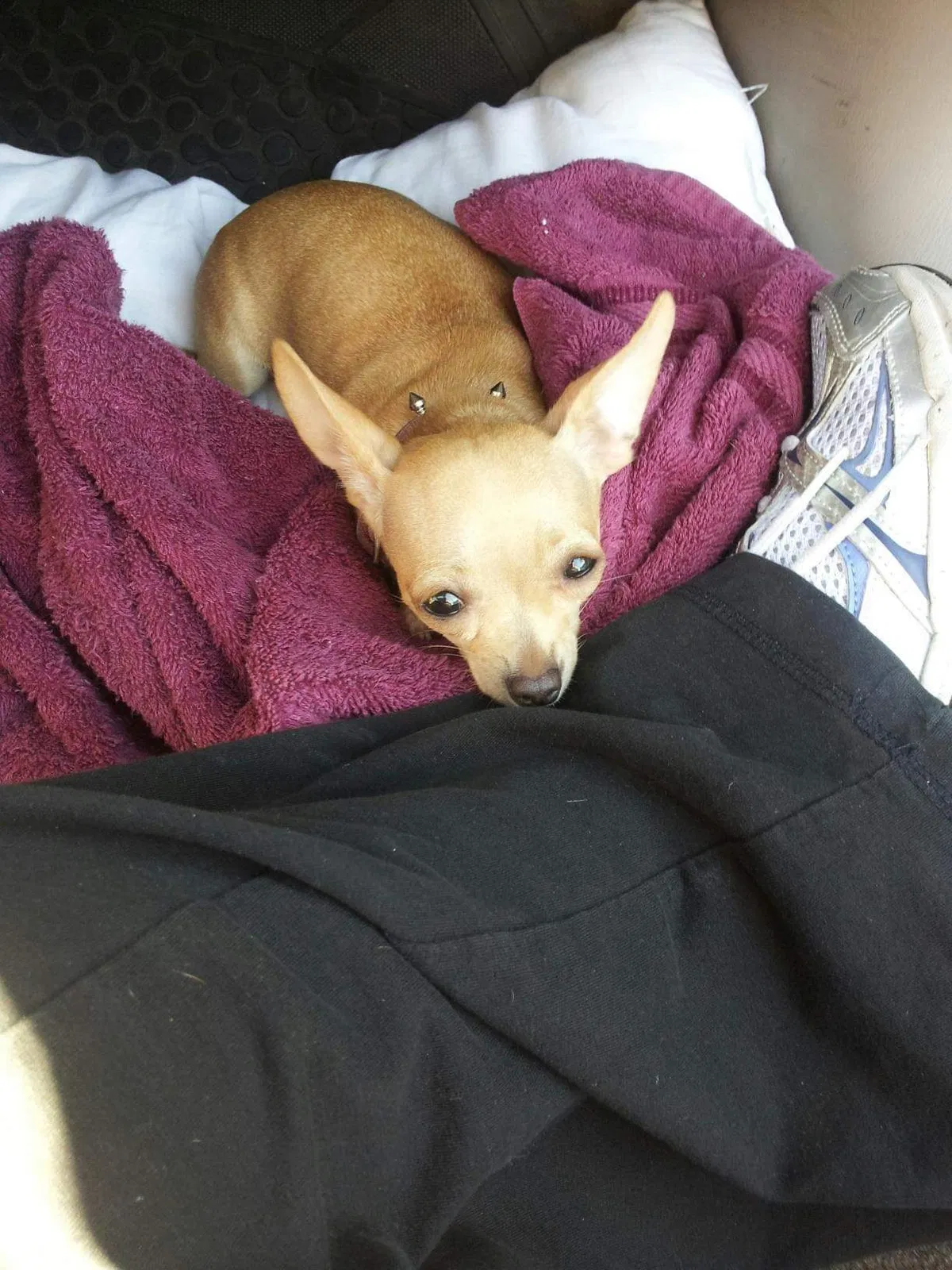 Lost dog in Santa Ana, CA, 92707