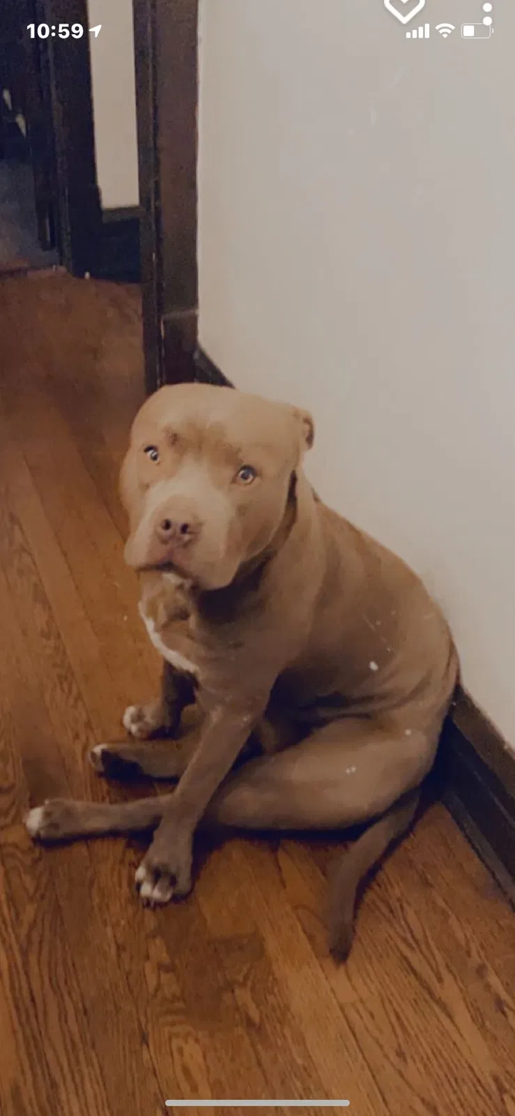 Lost dog in Chicago, IL, 60639
