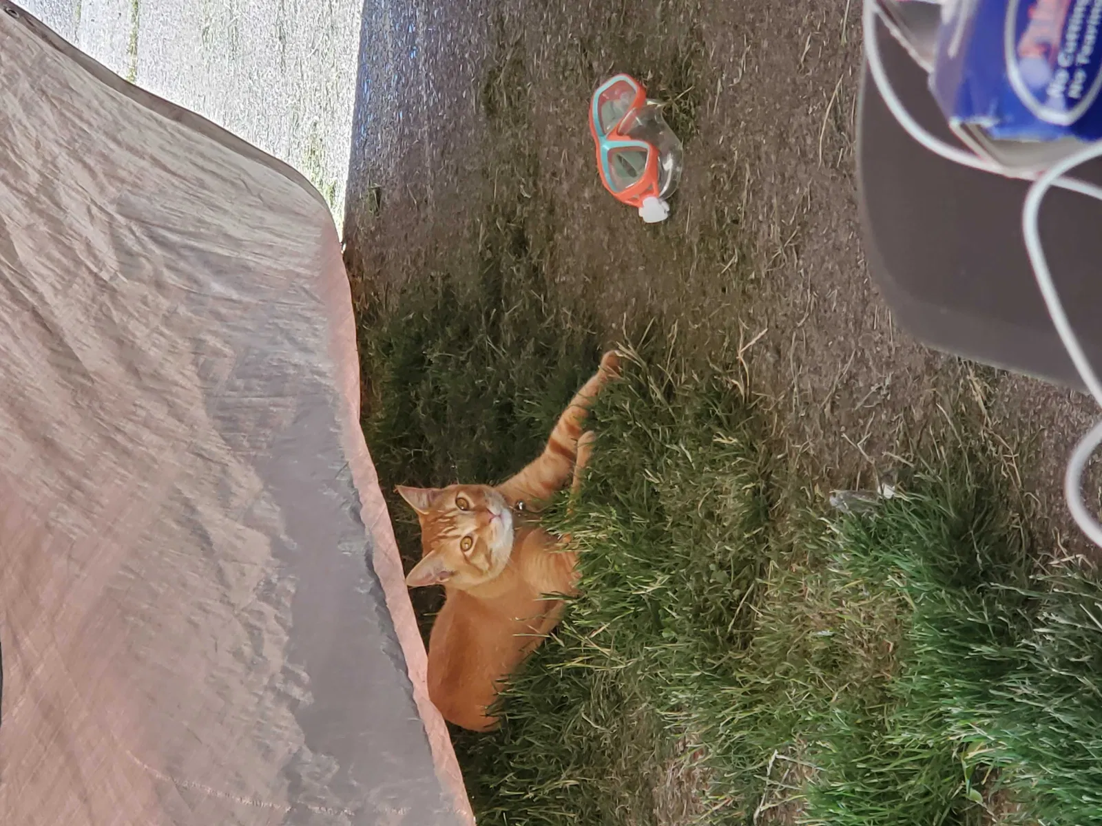 Lost cat in Spanaway, WA, 98387