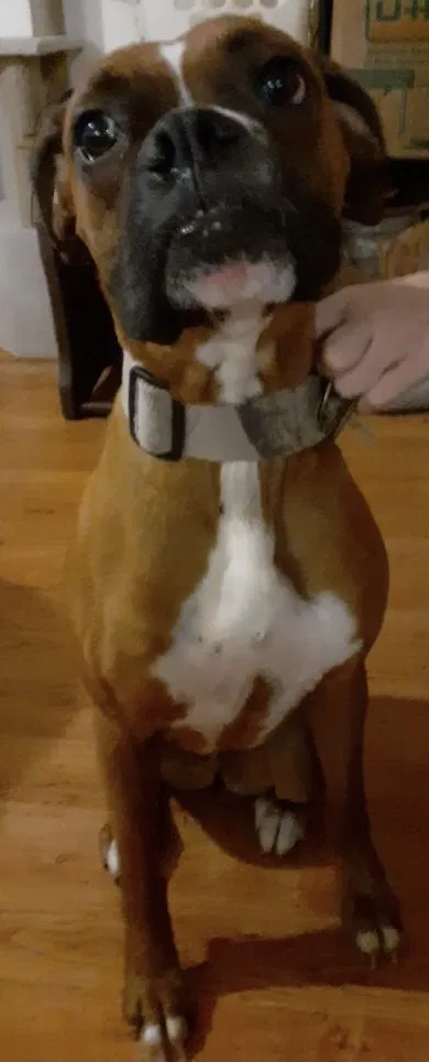 Lost dog in Beaumont, TX, 77705