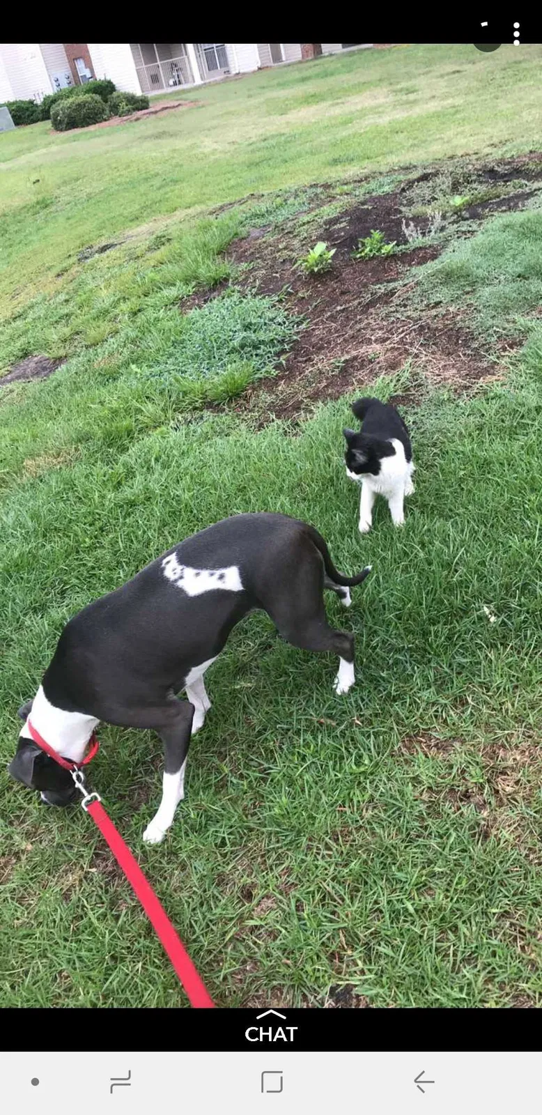 Lost dog in Savannah, GA, 31410