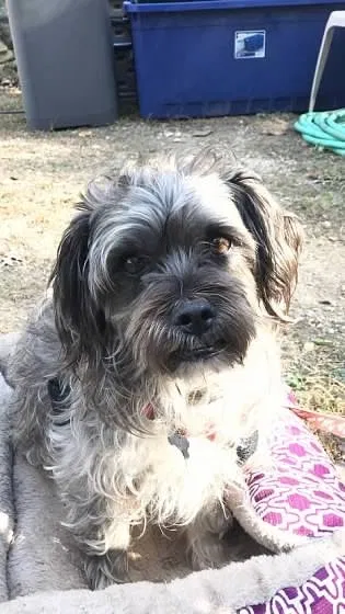 Lost dog in Sturbridge, MA, 1566