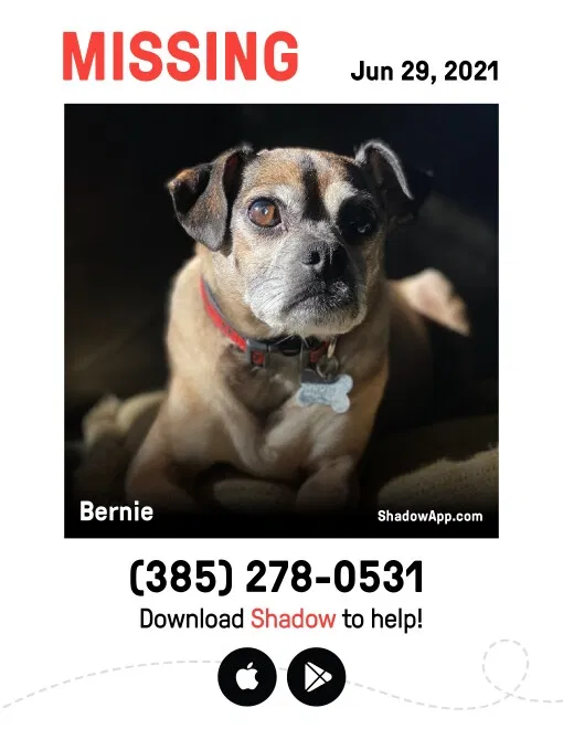 Lost dog in Salt Lake City, UT, 84129