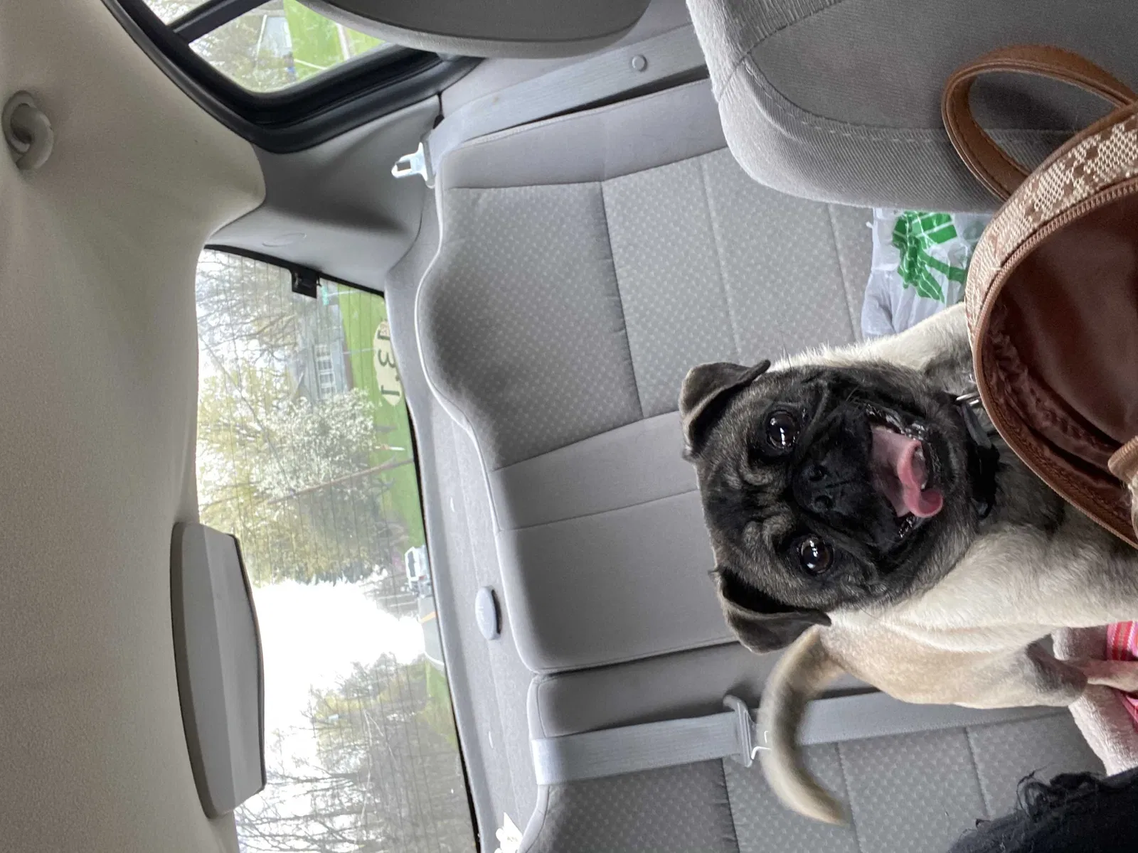Lost dog in Canton, OH, 44705