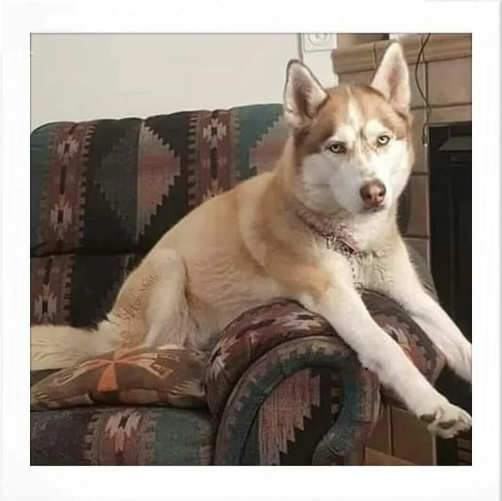 Lost dog in Olympia, WA, 98506
