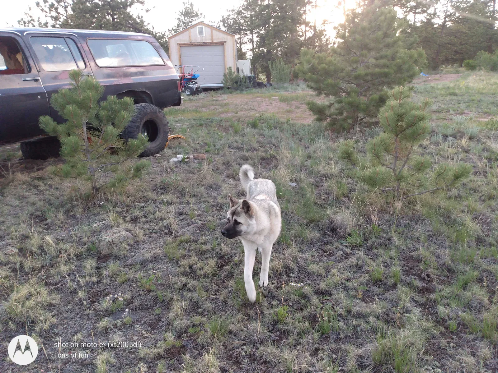 Lost dog in Guffey, CO, 80820