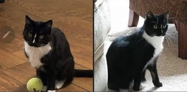 Lost cat in Katy, TX, 77494
