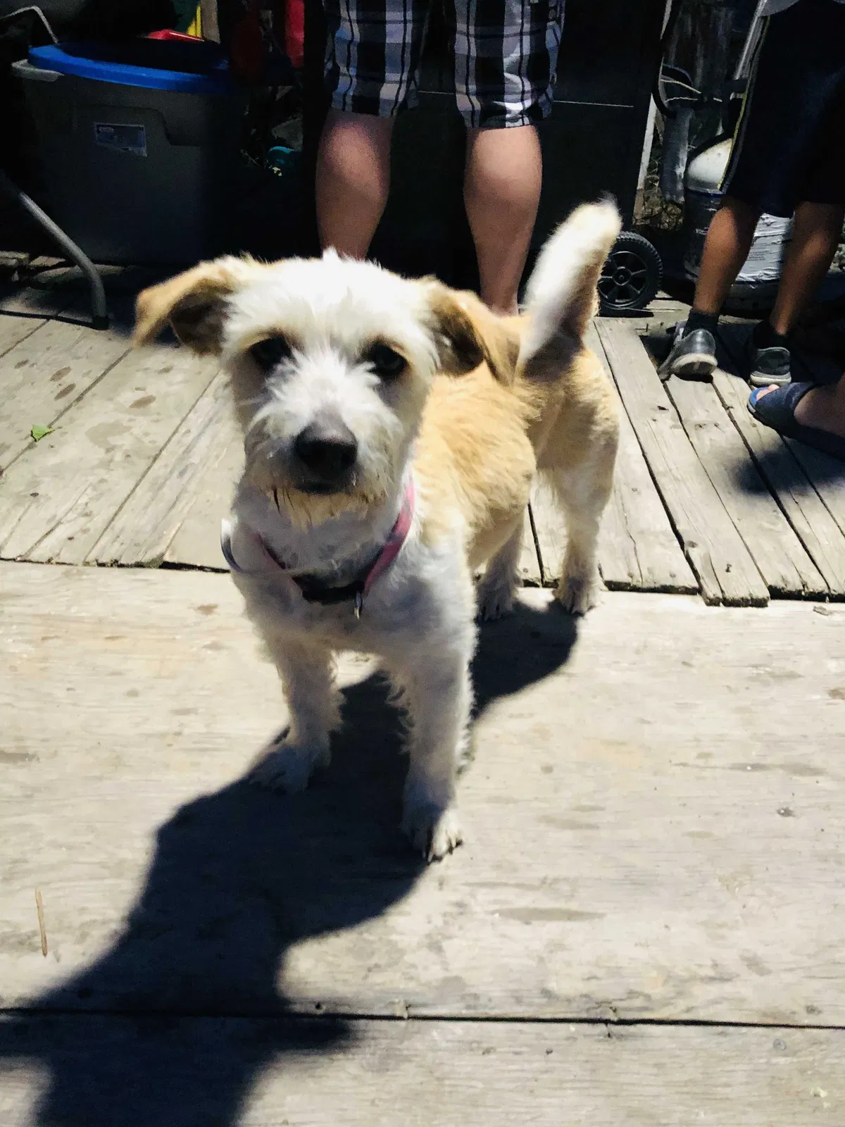 Lost dog in Stockton, CA, 95215
