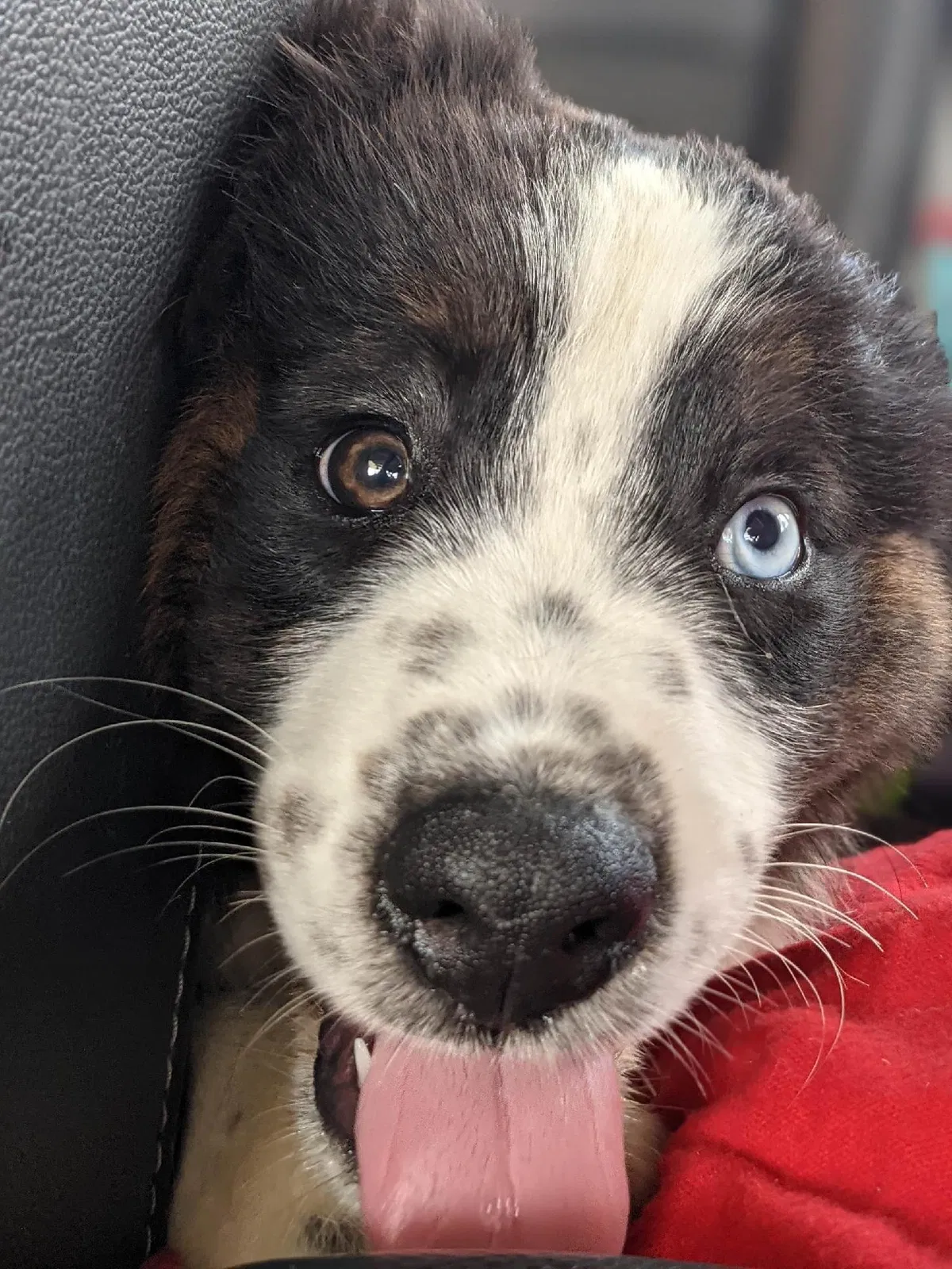 Lost dog in Unknown, MO, 0