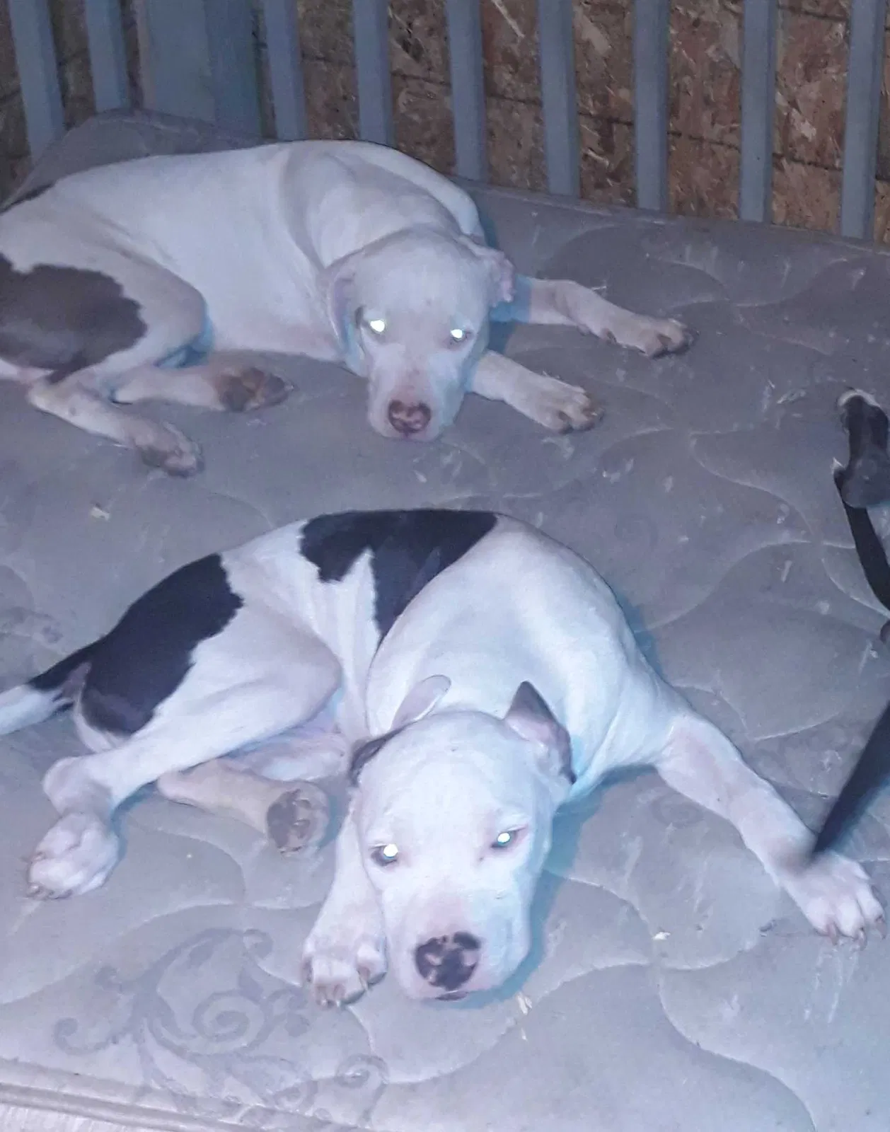 Lost dog in Kyle, TX, 78640